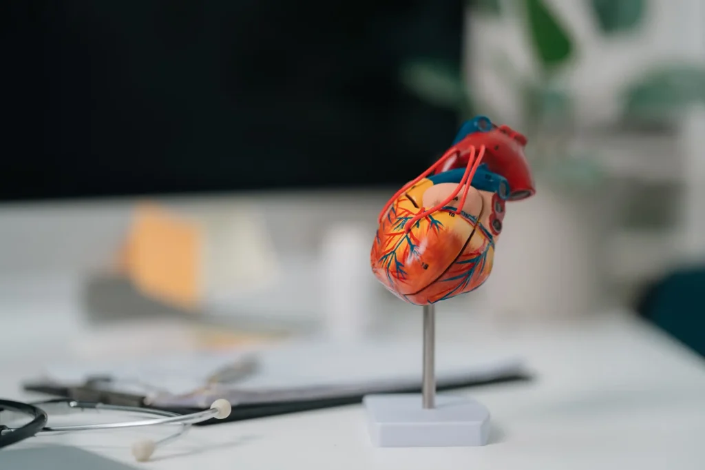 wooden model of heart sitting on cardiologist's desk