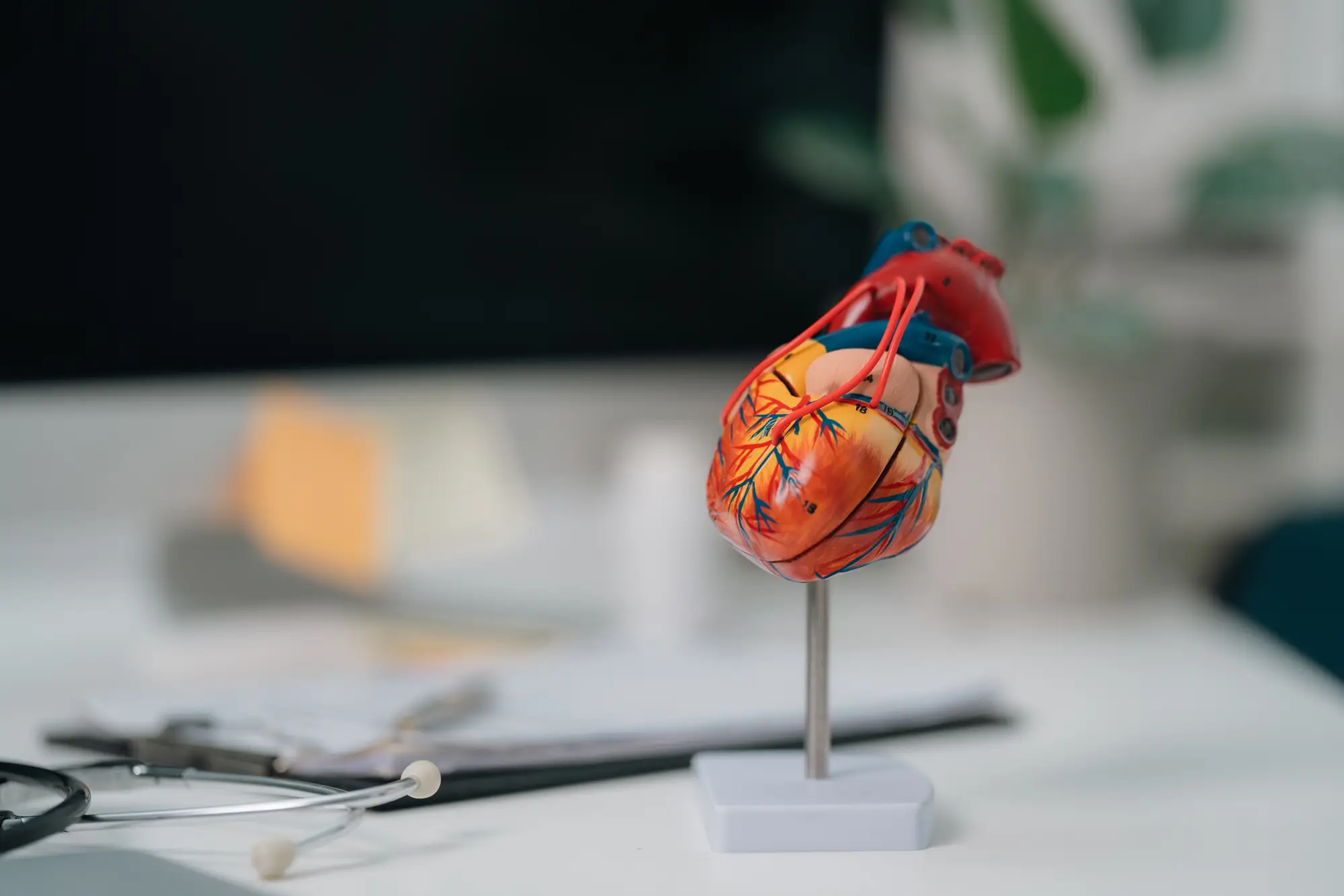 wooden model of heart sitting on cardiologist's desk