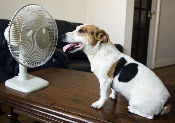 dog staying cool in front of a fan during the summer
